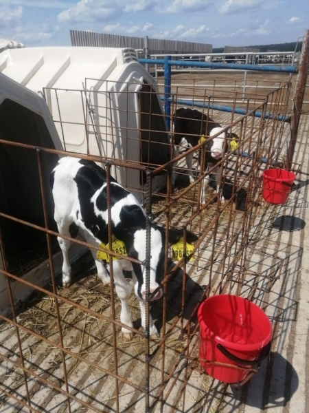 Первые телята появились у коров, завезённых полгода назад в строящийся в Ступино комплекс «Ступинская Нива»