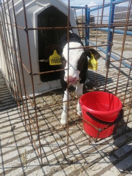 Первые телята появились у коров, завезённых полгода назад в строящийся в Ступино комплекс «Ступинская Нива»