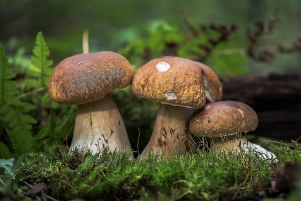 Химчане, как собрать и заготовить грибы без вреда для здоровья?