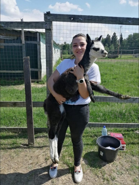 Ветспециалисты Минсельхозпрода Московской области обследовали порядка 60 голов альпака в 9 хозяйствах региона