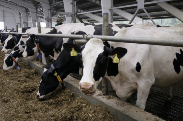 На племзаводе в Домодедове достигли производства более 50 тонн молока в сутки