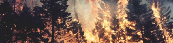 УМВД г.о. Химки напоминает о мерах предупреждения лесных пожаров
 