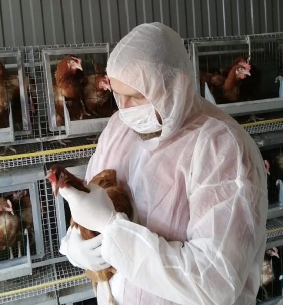 На птичий грипп с начала года исследовано более 27 тыс. проб ветврачами Подмосковья