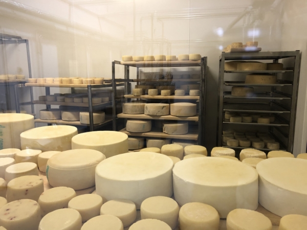 Новую сыроварню в Шаховской с производительностью до 200 тонн сыра откроет 11 августа Андрей Разин