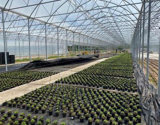 Тепличный комплекс по выращиванию тюльпанов построят в подмосковном Раменском до конца 2020 года