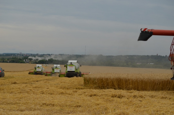 Аграрии Московской области собрали более 50% зерновых культур, намолочено  211  тыс. тонн