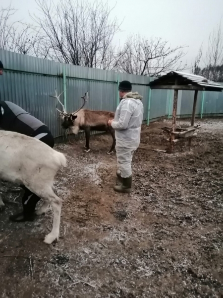 Ветспециалисты Минсельхозпрода Московской области обследовали более 100 голов оленей