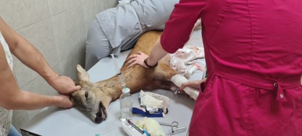 Ветеринарные врачи Подмосковья оказали помощь более 40 диким животным с начала года