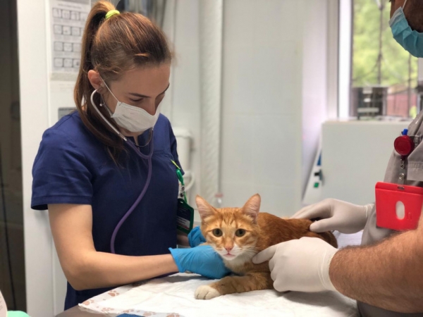 Бесплатные стерилизации безнадзорных кошек будут проводиться в ветклиниках Подмосковья первый понедельник месяца до конца года