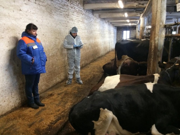 Порядка 670 тыс. диагностических исследований крупного рогатого скота проведено в Подмосковье с начала года