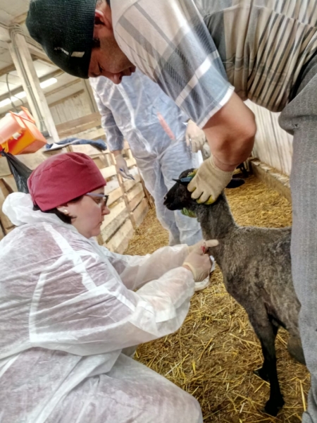 Ветеринарные врачи Подмосковья провели 8,4 тыс. диагностических исследований и вакцинаций мелкого рогатого скота