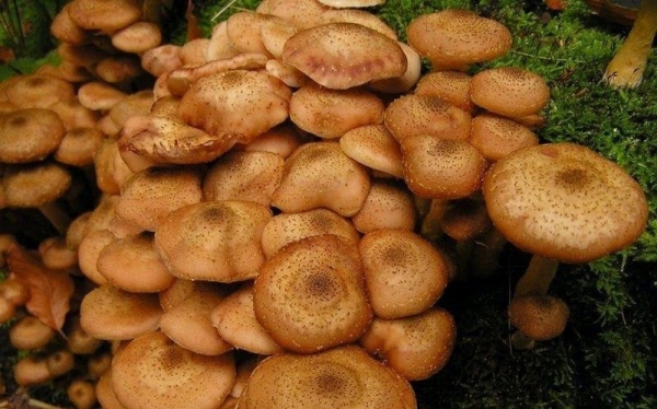 Химчане, будьте осторожны при сбое грибов 