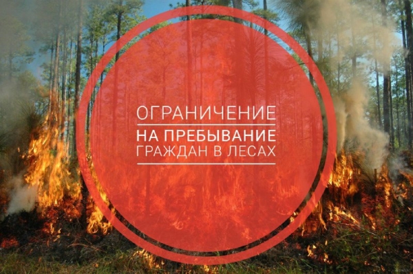 С 6 октября ограничено пребывание граждан в лесах и въезд в них транспортных средств в целях обеспечения пожарной безопасности в лесах Подмосковья
