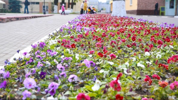 Свыше 860 тыс. цветочных луковиц высадили в Подмосковье