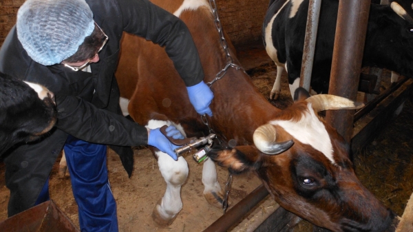 Более 31 тыс. голов скота исследовали на туберкулез в Подмосковье с начала осени