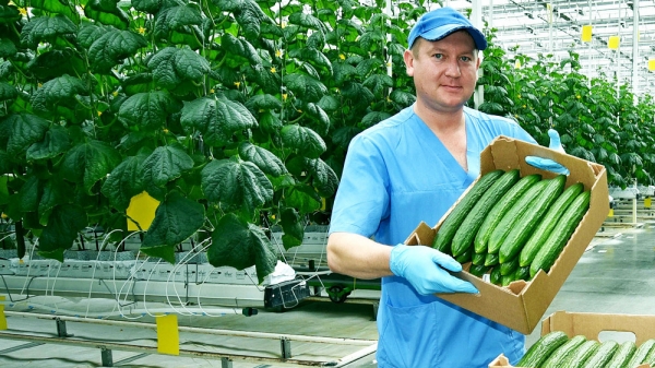 Сбор овощей в тепличных хозяйствах Подмосковья увеличился на 14%