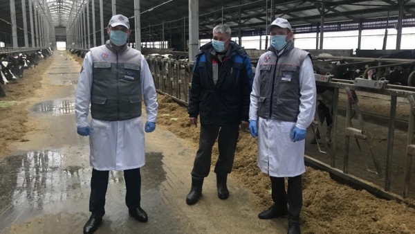 Более 58 тыс. голов скота ввезли в Подмосковье из регионов РФ и Евросоюза с начала года