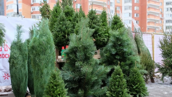 Порядка 400 елочных базаров заработали в Московской области