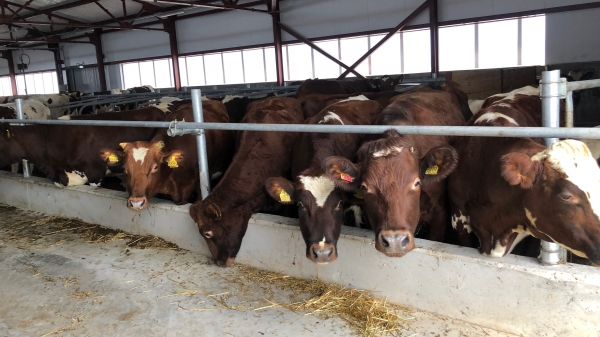 Уникальная товарно-молочная ферма на 120 коров откроется в Зарайске 29 января