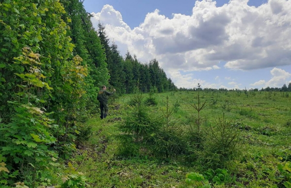 Уход за лесными культурами провели на тысячах гектаров в Подмосковье