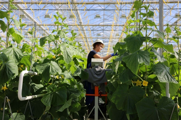 Воробьев: Подмосковье заняло 2 место в России по производству овощей