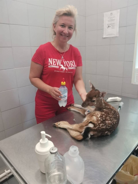 Ветеринары в Подмосковье спасли пятидневного олененка с тепловым ударом