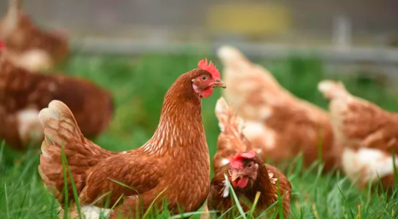 Владельцам подсобных хозяйств Подмосковья напомнили об опасности птичьего гриппа