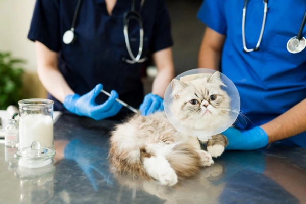 В Химках проводят вакцинацию домашних животных