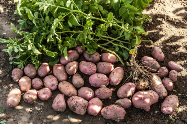 На полях подмосковного сельхозпредприятия «РОТА-АГРО» начался сбор раннего картофеля